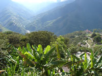 Yungas