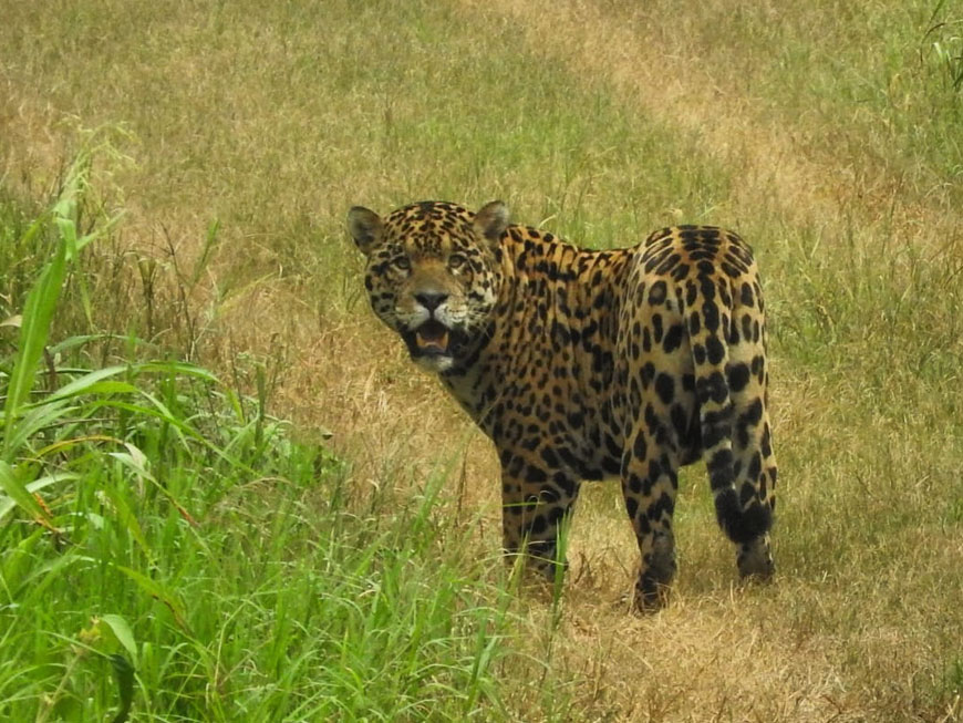Jaguar Land