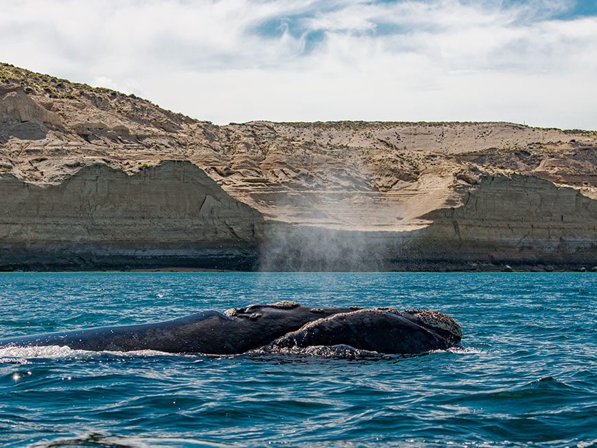 Whale Watching