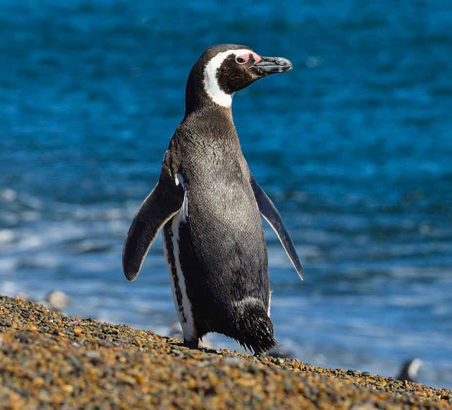 Pinguin auf der Estancia Ernestina